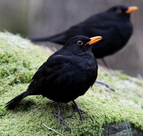 eurasian blackbird